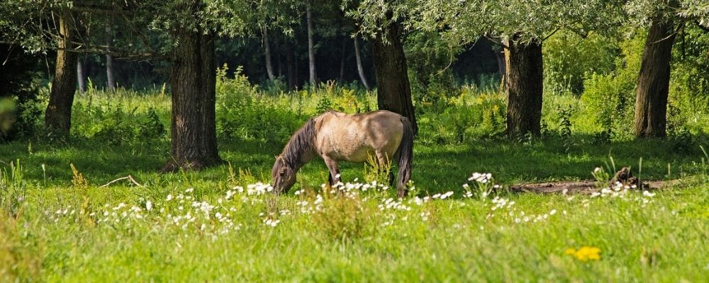 Naturschutzprojekt Wilde Weiden im Schwarzwald
